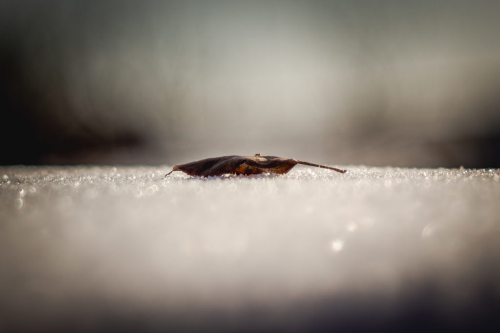 Искрящийся снег Sony α65V + Meyer Optik Görlitz V Primotar 135mm f/3.5