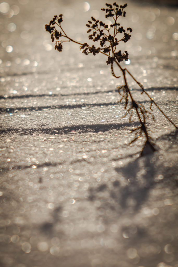 Искрящийся снег Sony α65V + Meyer Optik Görlitz V Primotar 135mm f/3.5