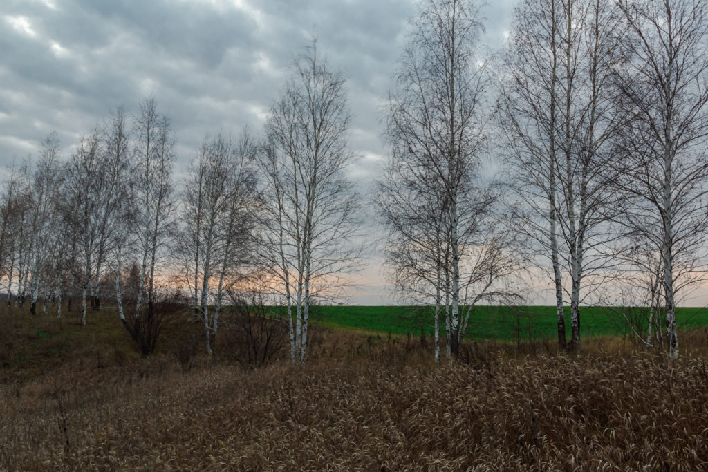 Вечер поздней осенью в Липецких полях Sony α65 Sigma 20mm