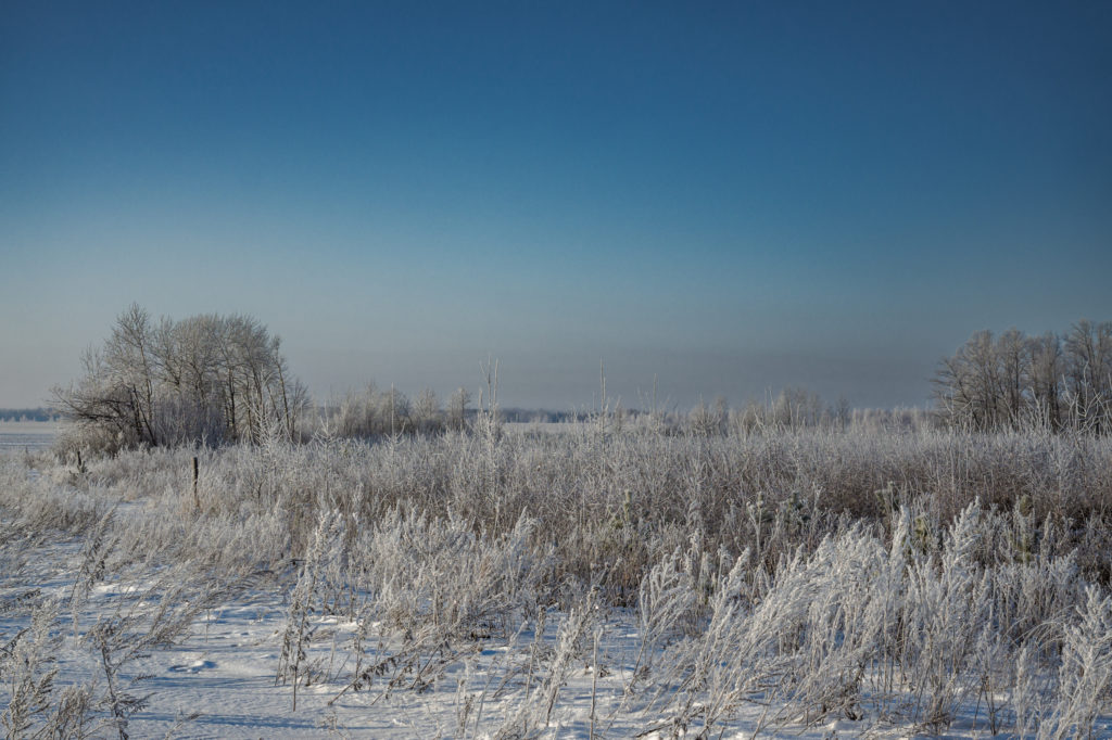 Заиндевелое морозное утро Sony α3500 MF 7Artisans 35mm f/2 Leica M